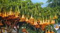 Brugmansia - arbuste exotique de senteur 2-3m